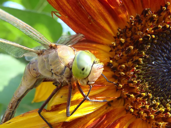 Dragonfly on a sunflower, macro. — Stock Photo, Image