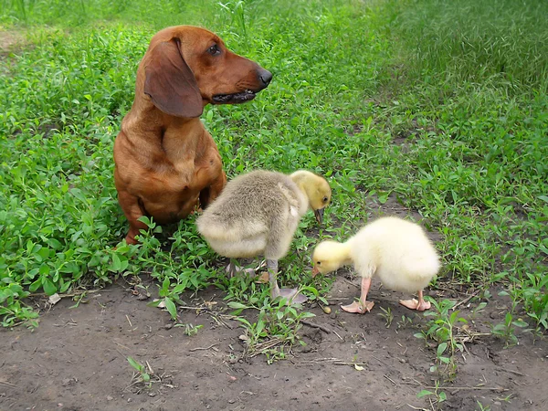 Dachshund and two small gooses on a green grass — Stock Photo, Image