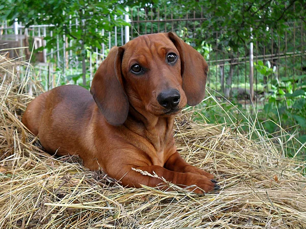 Puppy of a dachshund closeup — Stock Photo, Image