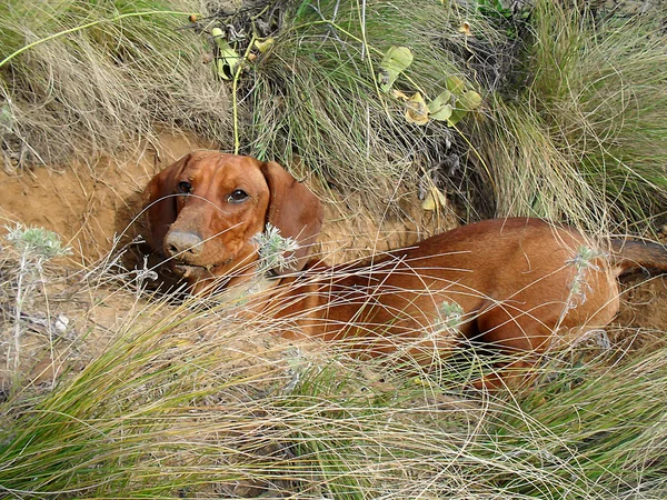 Dachshund en la caza en el otoño — Foto de Stock