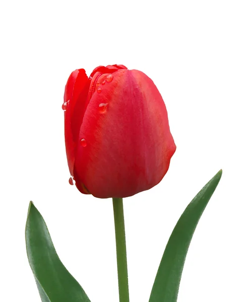 Červený tulipán na bílém pozadí — Stock fotografie
