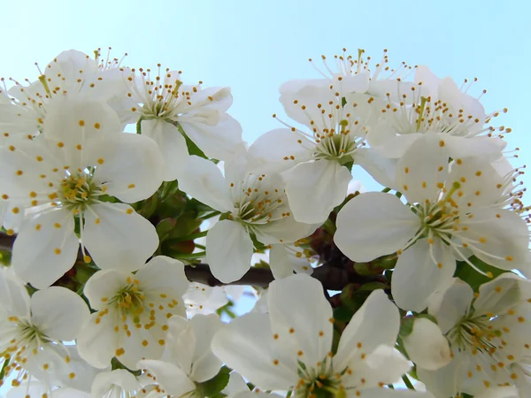 Flowering cherry — Stock Photo, Image