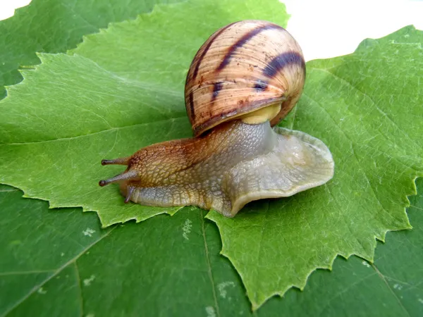 Caracol de uva — Foto de Stock