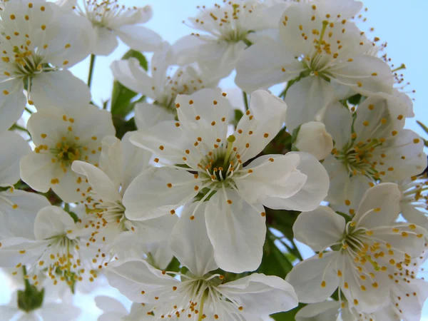 Blossoming cherry — Stock Photo, Image