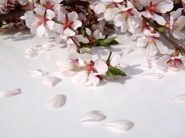 Branches of the blossoming plum macro. — Stock Photo, Image