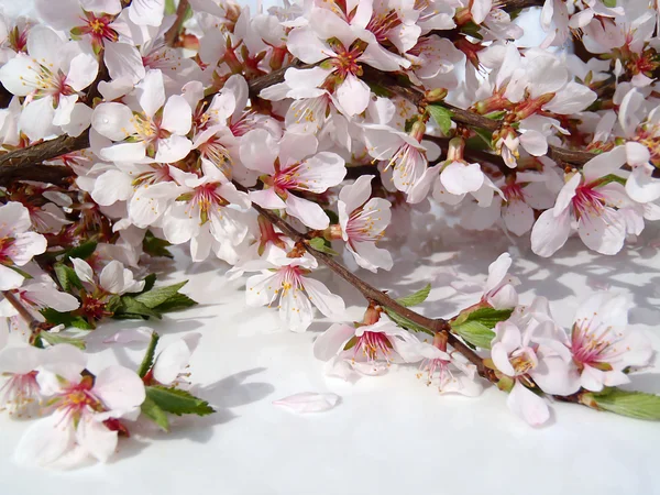 Branches of the blossoming plum large the macro. — Stock Photo, Image