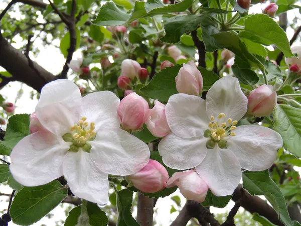 The Apple tree in bloom — Stock Photo, Image