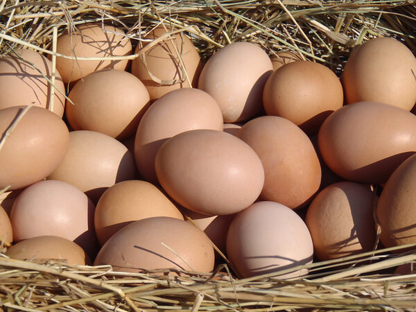 Яйца крупным планом
