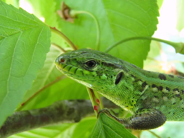 Green lizard Green lizard on a branch of a major plan