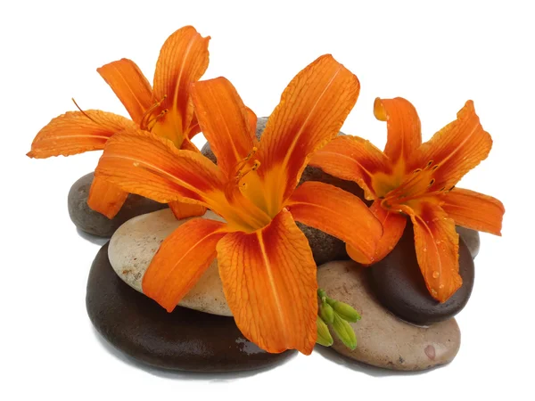 Still life with sea pebble and lilies on a white background. Stock Photo