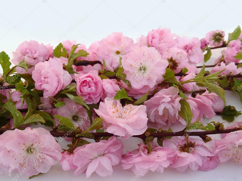 Pink flowers on a blue background