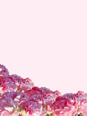 Pembe gül pembe portre üzerinde