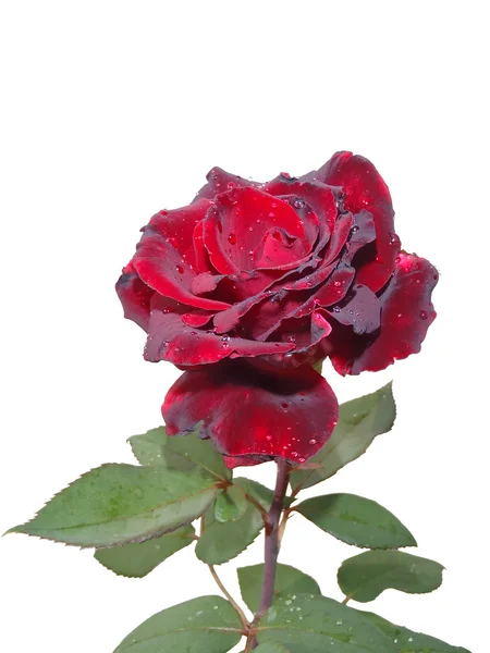 Red rose on a white background — Stock Photo, Image