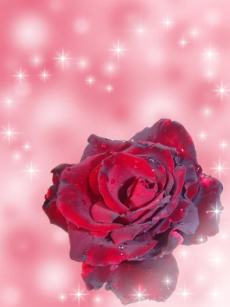 Κόκκινο τριαντάφυλλο με καρδιά σε μια μακροεντολή ροζ φόντο — Φωτογραφία Αρχείου