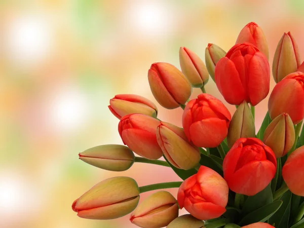 Bouquet di tulipani rossi su fondo variopinto . — Foto Stock