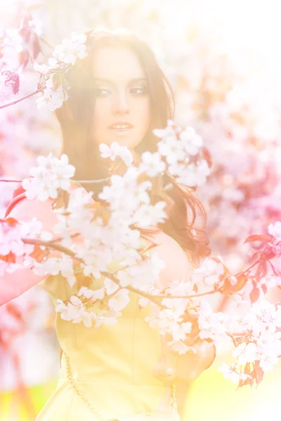 Sakura — Fotografie, imagine de stoc