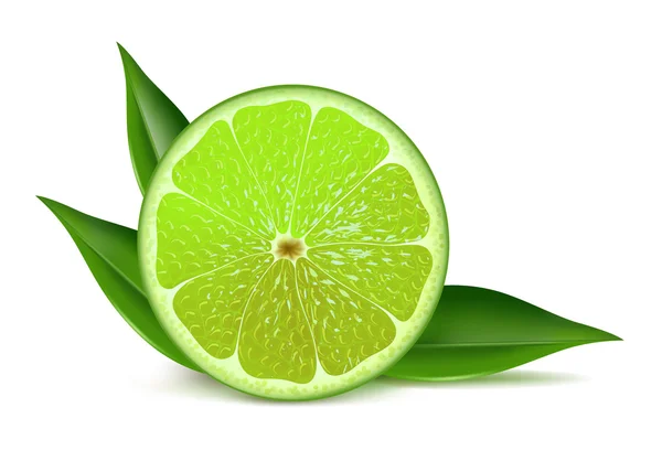 La moitié de citron vert avec des feuilles — Image vectorielle