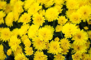 Çok güzel bir kasımpatı. Çiçek arka planı, bahçe çiçekleri. Yatay çiçek sanat arkaplanı. 