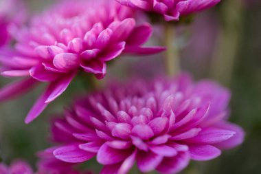 Çok güzel bir kasımpatı. Çiçek arka planı, bahçe çiçekleri. Yatay çiçek sanat arkaplanı. 