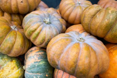 Büyük balkabaklarının farklı çeşitleri. Farklı balkabaklı ahşap araba. Pek çok farklı süs kabağı. Çiftlikte hasat mevsimi, altın sonbahar. Cadılar Bayramı geçmişi.