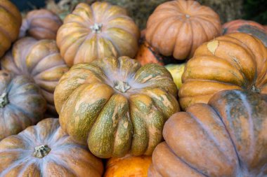 Büyük balkabaklarının farklı çeşitleri. Farklı balkabaklı ahşap araba. Pek çok farklı süs kabağı. Çiftlikte hasat mevsimi, altın sonbahar. Cadılar Bayramı geçmişi.