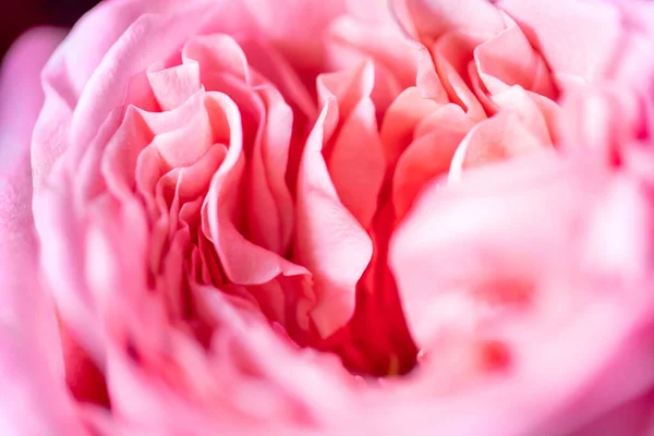 Rosas Peonía Aislado Hermosa Flor Rosa Rosa Arreglo Floral Marco — Foto de Stock