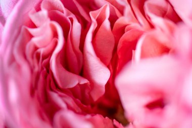 Şakayık gülleri. İzole edilmiş güzel pembe gül çiçeği. Tam kare çiçek aranjmanı. Çiçek arkaplan, bahçe çiçeği. Yatay çiçek sanat arkaplanı.