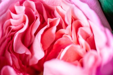 Şakayık gülleri. İzole edilmiş güzel pembe gül çiçeği. Tam kare çiçek aranjmanı. Çiçek arkaplan, bahçe çiçeği. Yatay çiçek sanat arkaplanı.