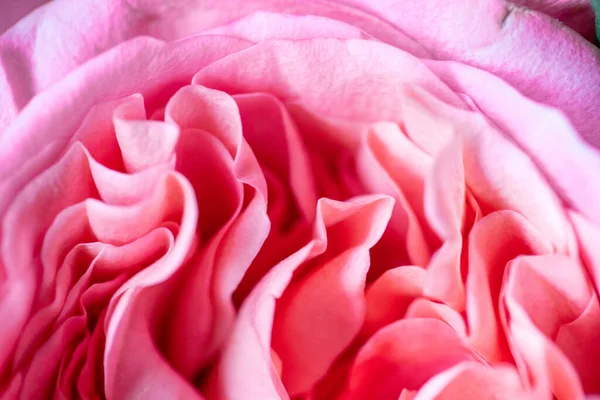 Şakayık Gülleri Zole Edilmiş Güzel Pembe Gül Çiçeği Tam Kare — Stok fotoğraf