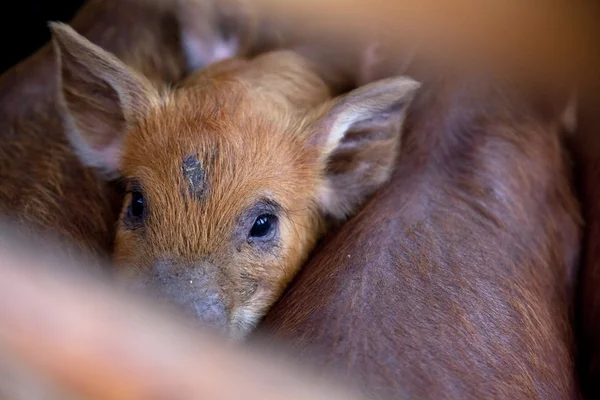 Babyschwein — Stockfoto