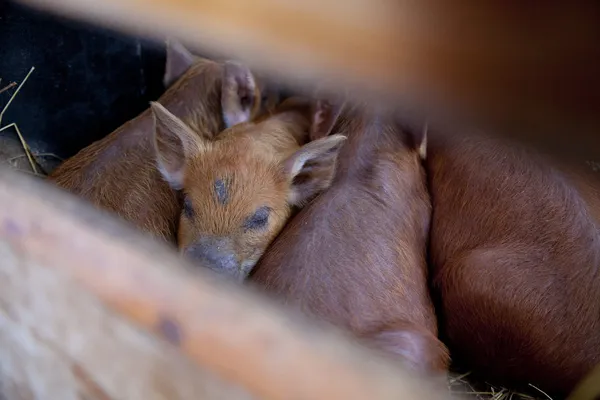 Durmiendo — Foto de Stock