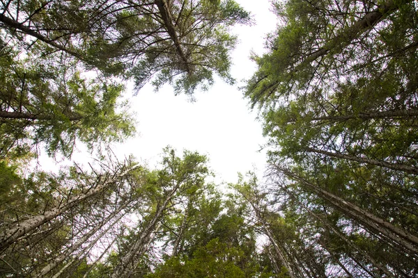 Foresta di pino Foto Stock