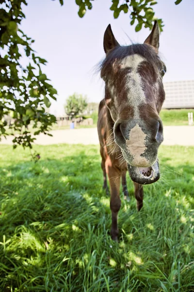 Horse smile — Stock Photo, Image