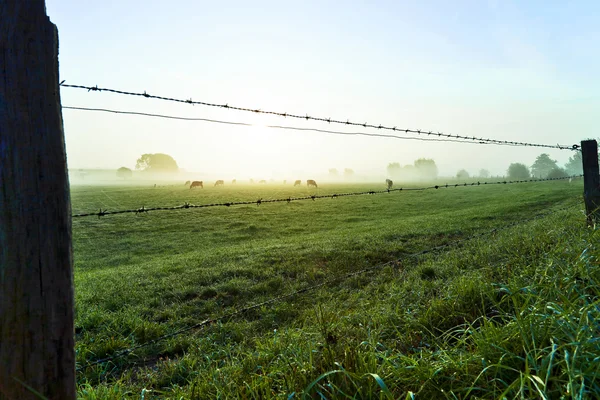 Vacas que pastan — Foto de Stock