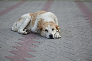 üzgün evsiz sokak köpeği