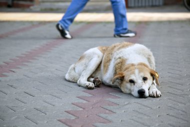 üzgün evsiz sokak köpeği kulak etiketi