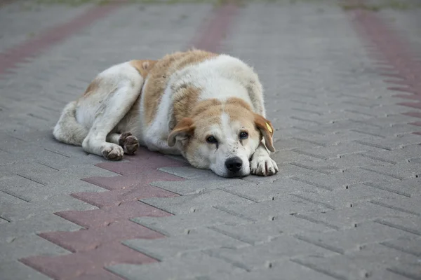 üzgün evsiz sokak köpeği