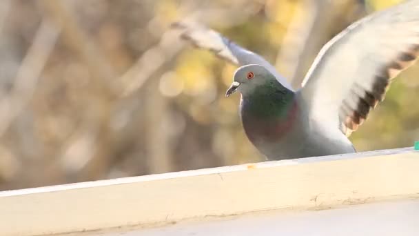 Pigeon, sparrows — Stock Video