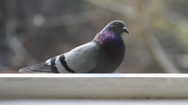 Pigeon