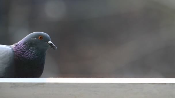 鸽子 — 图库视频影像