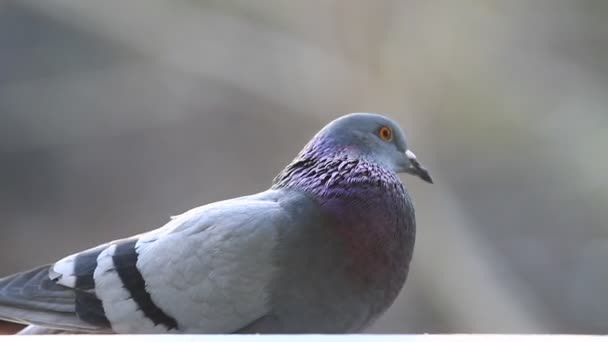 Pigeon — Stock Video