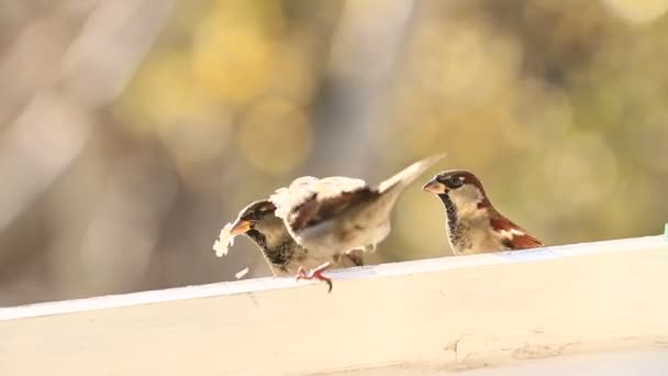 Sparrows — Stock video