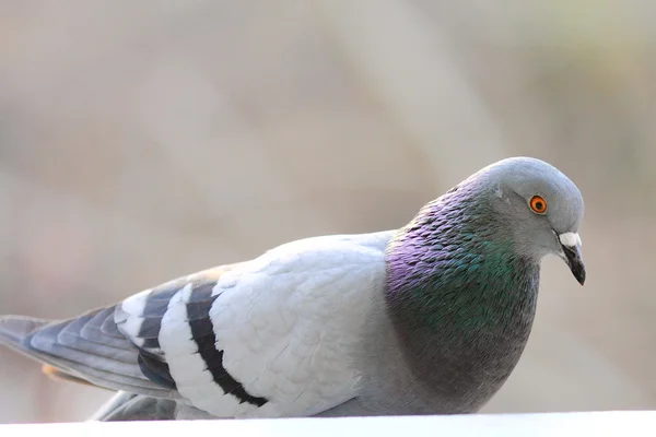 Vogels, duif — Stockfoto