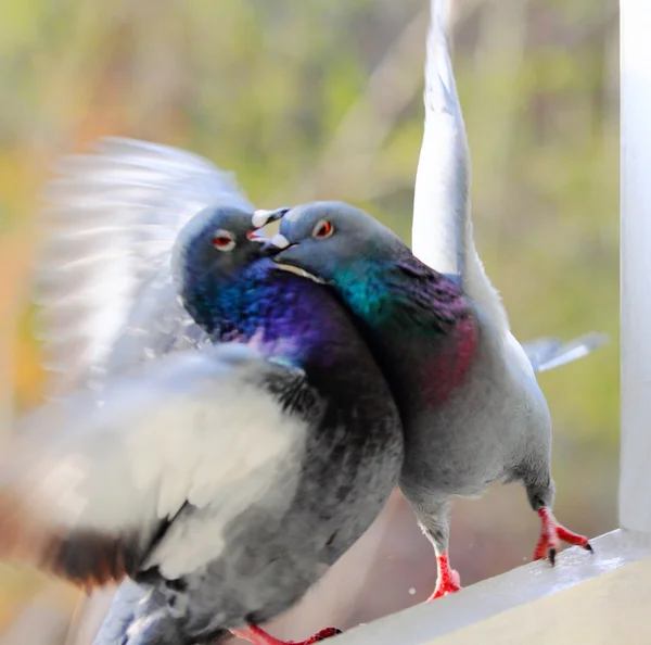 Aves, pombo — Fotografia de Stock