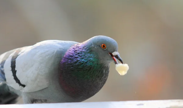 Vogels, duif — Stockfoto