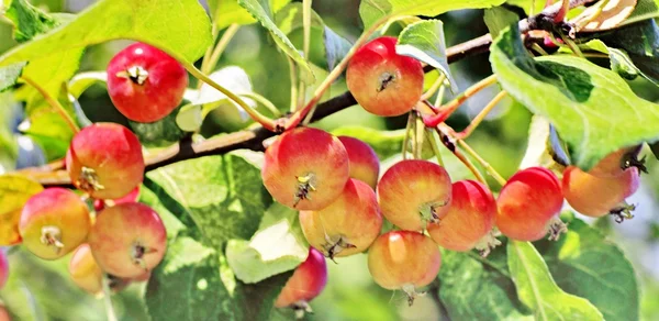 Reife Äpfel — Stockfoto