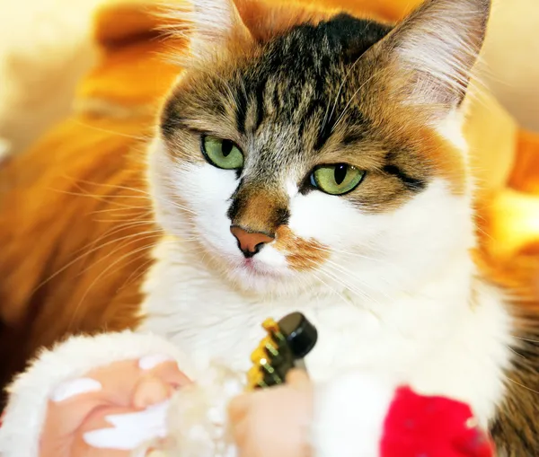 Cat with green eyes — Stock Photo, Image