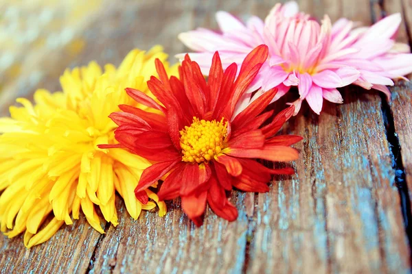 Chrysanthemum over wood — Stock Photo, Image