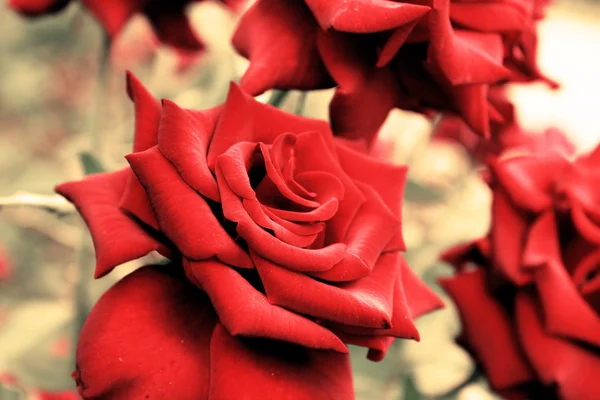 Rose rosse — Foto Stock