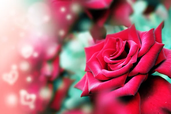 Rose e cuori. San Valentino — Foto Stock